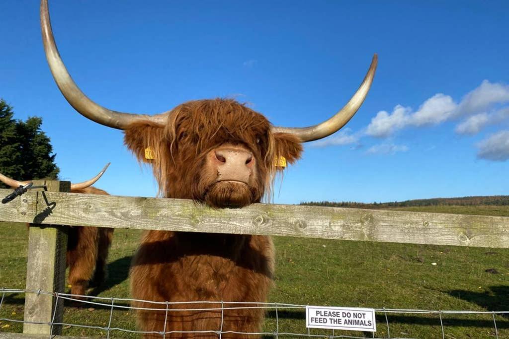 Glampods Glamping Pod - Meet Highland Cows And Sheep Elgin Villa Bagian luar foto