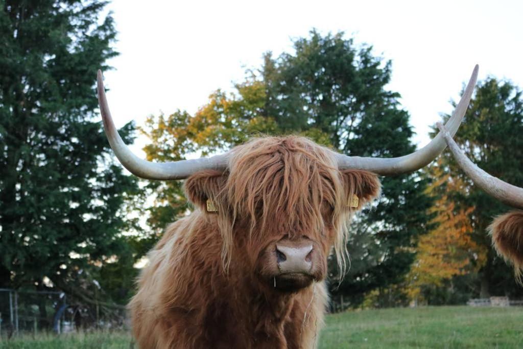 Glampods Glamping Pod - Meet Highland Cows And Sheep Elgin Villa Bagian luar foto