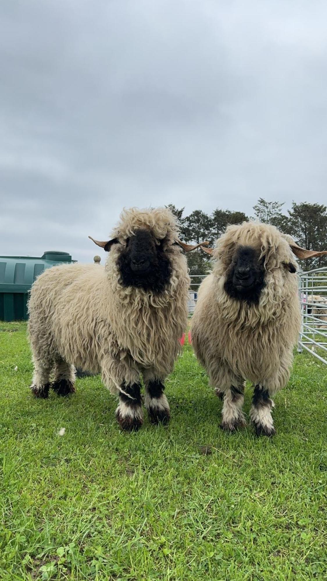 Glampods Glamping Pod - Meet Highland Cows And Sheep Elgin Villa Bagian luar foto